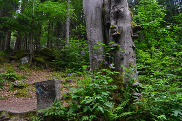 Wysokie, stare drzewa w karkonoskim lesie niedaleko wodospadu Szklarki, Szklarska Poręba, Polska