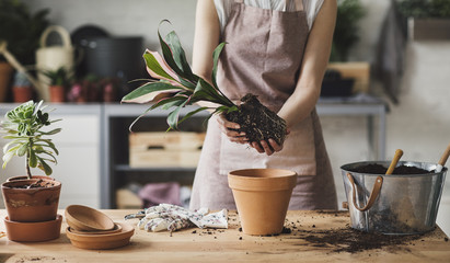 Florist planting plants in workshop