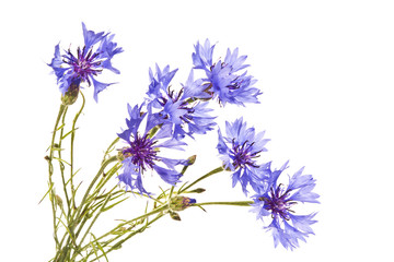 Cornflowers on a white background.
Several blue cornflowers close up.