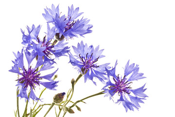 Several blue cornflowers close up.
Cornflowers on a white background.