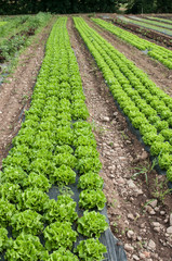 Fototapeta na wymiar rangées de salades dans un champ