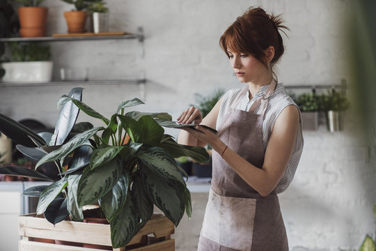 Beautiful Caucasian woman gardener cleaning plant leaves at her workshop.