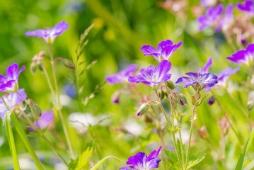 Purple wildflowers in meadow, close-up
