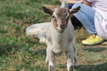 放牧される子山羊
