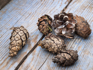 FIR cones on an old wooden table