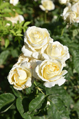 Roses jaune pâle au jardin au printemps