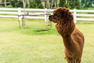 An Alpaca (Vicugna pacos)