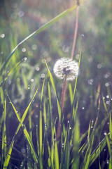 White dandelion in the green grass. Closeup photo of ripe dandelion. Closeup of fluffy white dandelion in grass on the field. Nature colorful background. Toned, style photo.