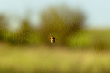 Obraz premium A small spider on its web. Web on field plants.