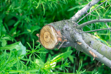 Cutted tree branch in the forest