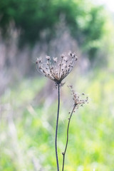 Dry field plant in the grass with bokeh background.