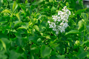 Beautiful blooming white lilac on the bush with green leaves on the springtime