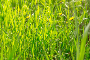 Beautiful meadow background. Green grass and a lot of bokeh rounds from drops of dew. Fantasy style background photo.