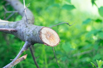 Cutted tree branch in the forest