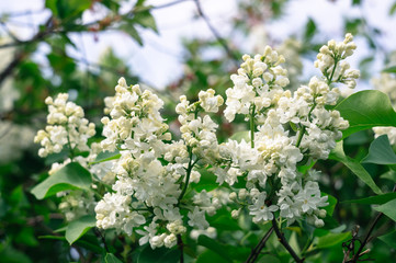 Beautiful blooming white lilac on the bush with green leaves on the springtime