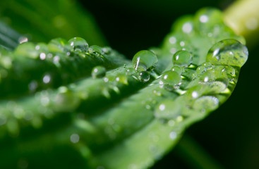 Green leaf with dew drops for background