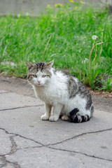Obraz premium Homeless cat sitting on the street. Cracked in the asphalt and green grass on background.