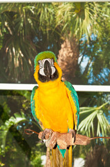 Rescued blue-gold macaw parrot perched on a branch in open air tropical enclosure, at rescue center