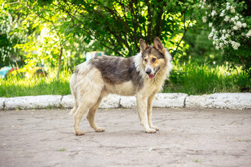 A homeless dog stands on the street. Beautiful blurred background of green grass and leaves.
