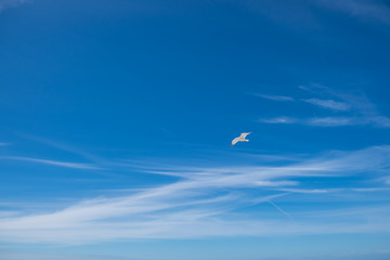 Gabbiano vola nel cielo sereno
