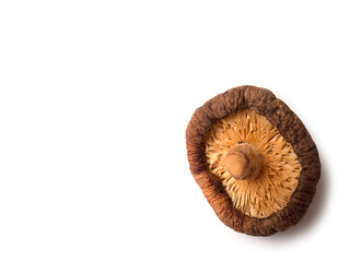Dry Mushrooms isolated on white background.(with free space for text)