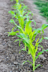 Young green corn in the garden in the countryside