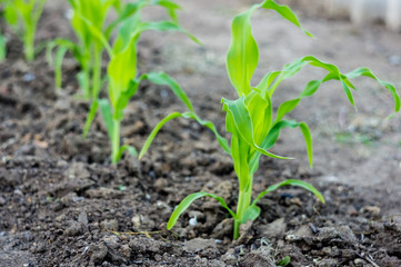 Young green corn in the garden in the countryside