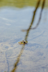 Green frog in natural habitat