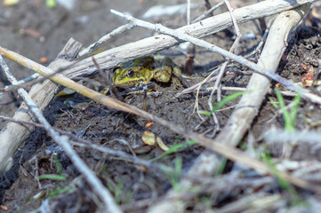 Green frog in natural habitat