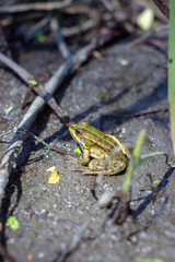 Green frog in natural habitat