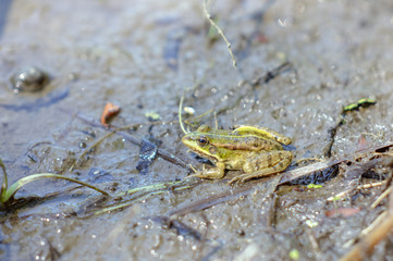 Green frog in natural habitat