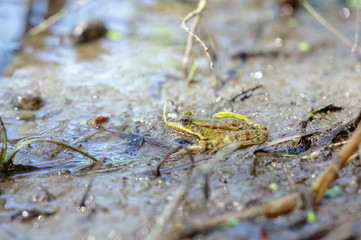 Green frog in natural habitat