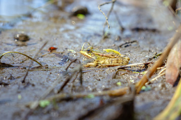 Green frog in natural habitat