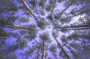 Green forest background in a sunny day. Looking up in pine forest.