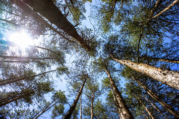 Green forest background in a sunny day. Looking up in pine forest.