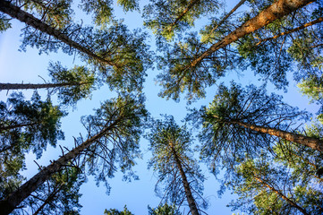 Green forest background in a sunny day. Looking up in pine forest.