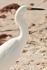 Snowy egret on a tropical beach searching for next meal on the Gulf of Mexico