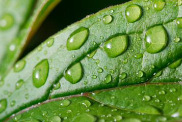Green leaf with dew drops for background