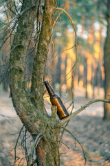 A brown beer bottle in a pine forest on a tree. Destruction of nature, pollution of the environment.