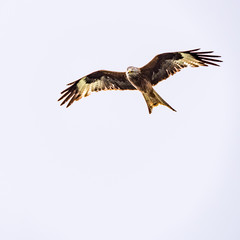 Red Kite Hunting