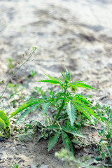 Wild hemp plant on a natural background.
