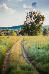 Obraz premium Old field road, blue sky and flowers meadow