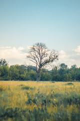 Fototapeta premium Martwe drzewo stojące samotnie w polu latem na zachód słońca. Błękitne niebo i białe chmury.