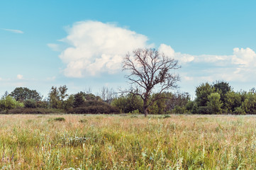 Fototapeta premium Dead tree standing alone in the summer field on sunset. Blue sky and white clouds.