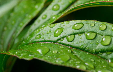 Green leaf with dew drops for background