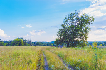 Fototapeta premium Old field road, blue sky and flowers meadow