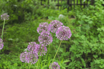 Decorative bow, allium, on a background of grass
