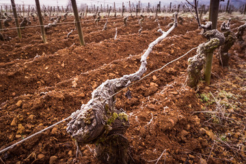 pieds de vigne gelés