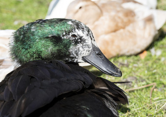 Elderly black Cayuga duck showing greying feathers on her face and green iridescence shining off her black feathers in the sunshine.
