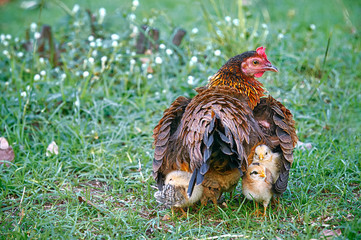 Mother hen hiding young chicks under her wings: Mother hen and young chicks in the farm.  Young chicks follow their mother hen while stay hidden under her wings.